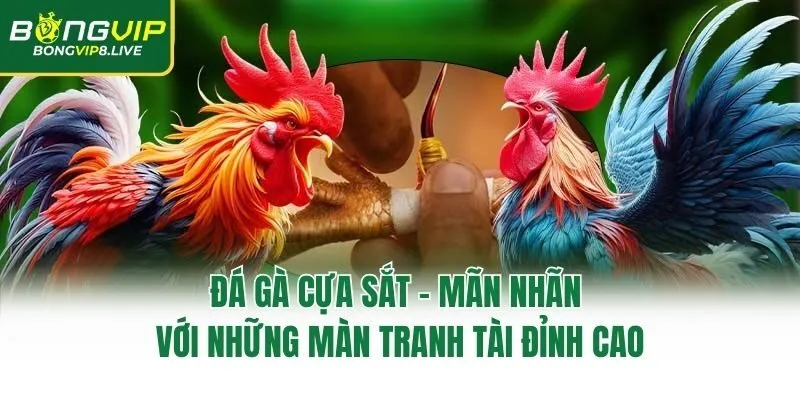 Đá Gà Cựa Sắt – Mãn Nhãn Với Những Màn Tranh Tài Đỉnh Cao