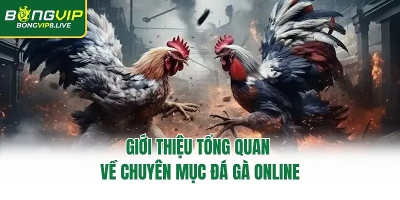 Giới thiệu tổng quan về chuyên mục đá gà online