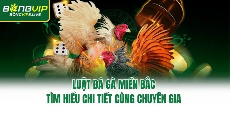 Luật Đá Gà Miền Bắc – Tìm Hiểu Chi Tiết Cùng Chuyên Gia 