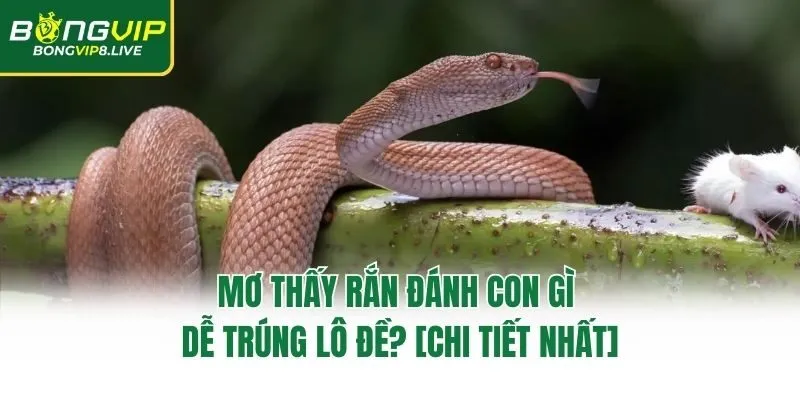 Mơ Thấy Rắn Đánh Con Gì Dễ Trúng Lô Đề? [CHI TIẾT NHẤT]