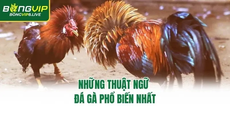Những thuật ngữ đá gà phổ biến nhất