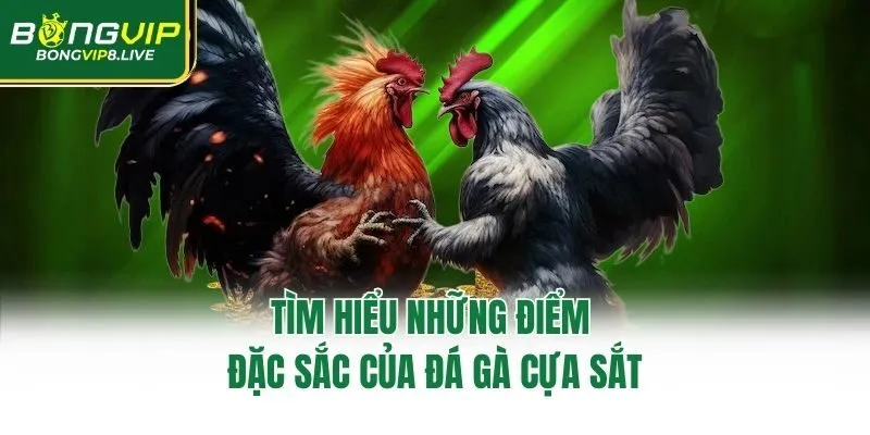 Tìm hiểu những điểm đặc sắc của đá gà cựa sắt