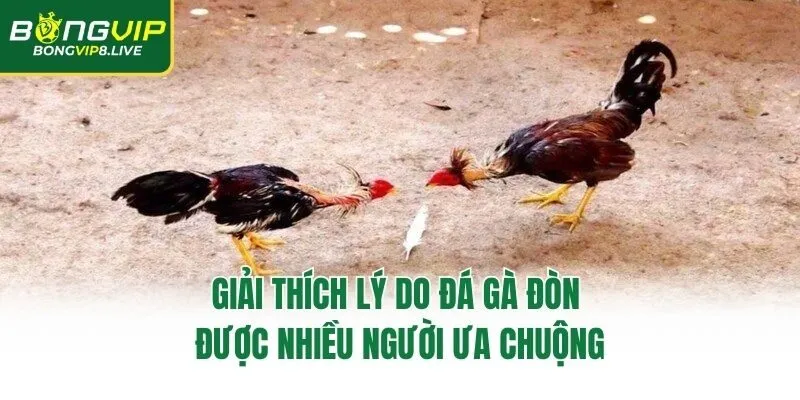Giải thích lý do đá gà đòn được nhiều người ưa chuộng